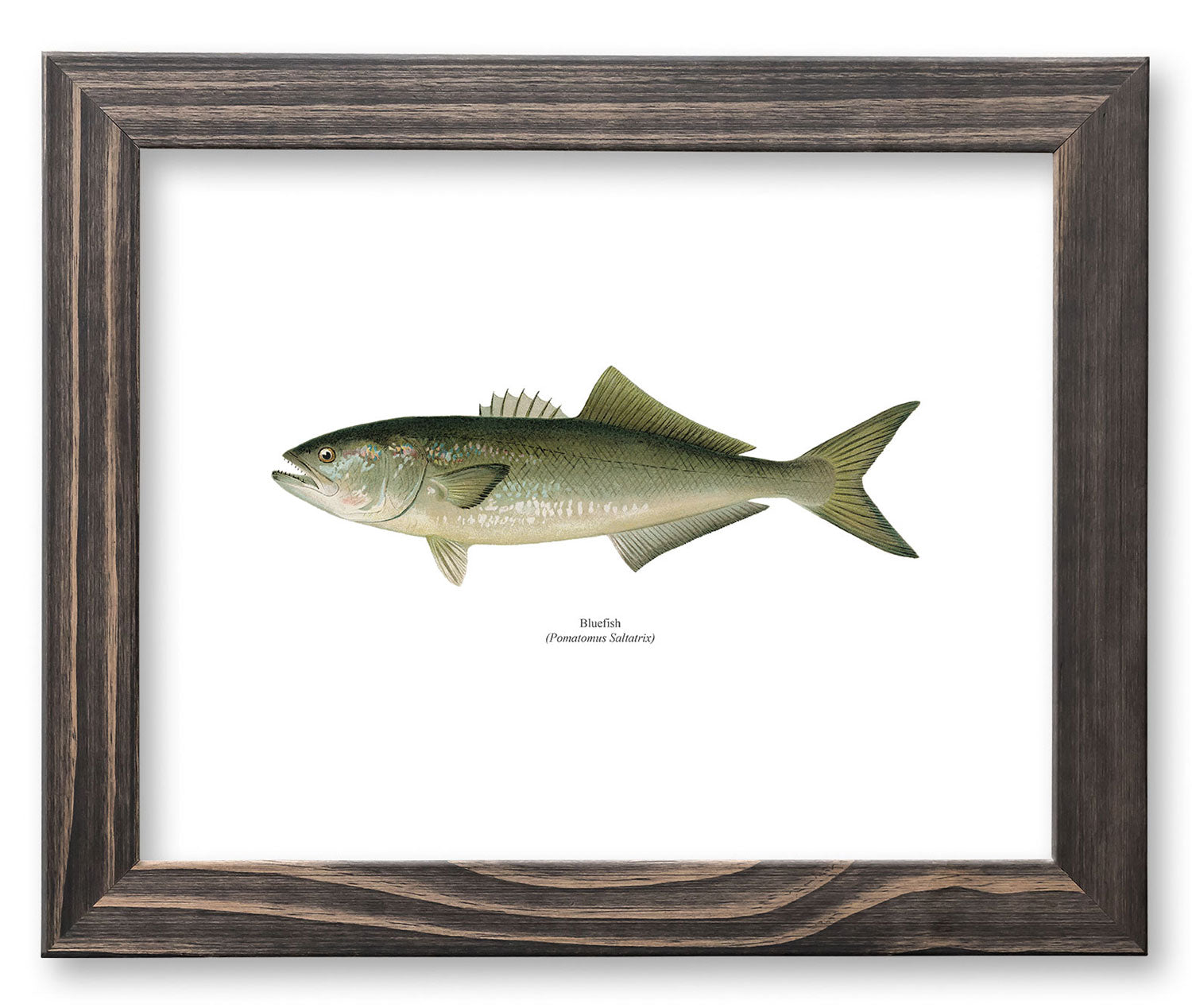 Bluefish Vintage Naturalist Print