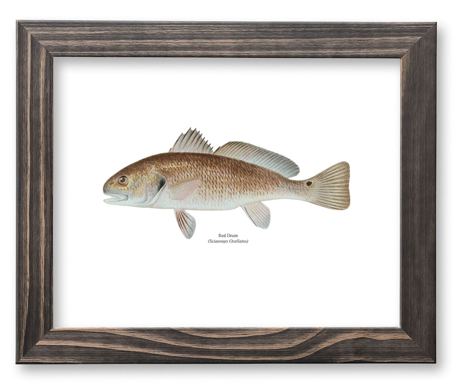 Red Drum Vintage Naturalist Print